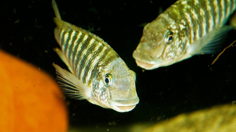 Petrochromis sp. 'texas' Mahale Mountains NP
